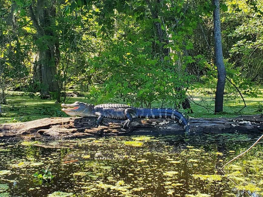 2-hour Eco-Swamp Tour - What Two Hours in the Swamp Can Include