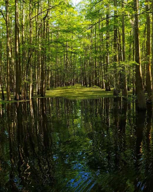 2-hour Eco-Swamp Tour - Wildlife Without Feeding or Staging