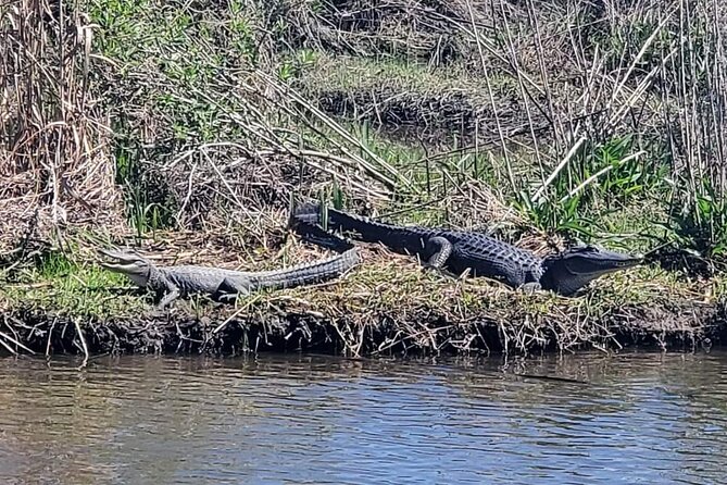 2 Hours Boat Tour in Louisiana Bayous Near New Orleans - Looking for alligators without a fixed script