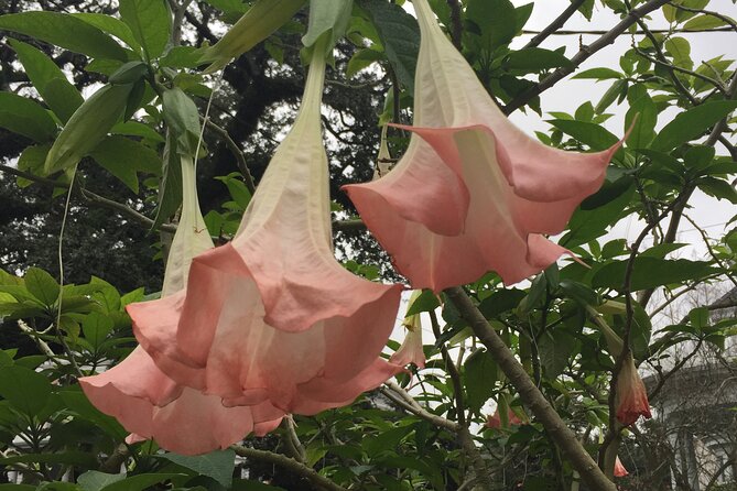 45-Minute Garden District Highlights Tour in New Orleans - The Garden District on screen