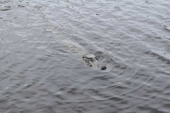 90-Minute Jean Lafitte Swamp and Bayou Tour with Transportation - The guides make or break the ride