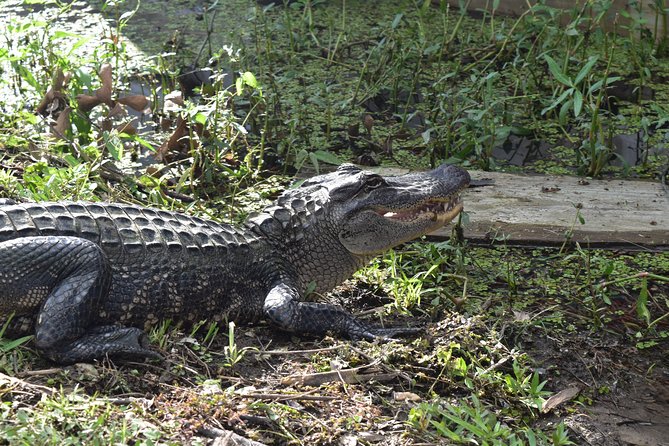 90-Minute Jean Lafitte Swamp and Bayou Tour with Transportation - Alligators, birds, and the luck of the swamp