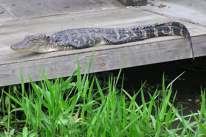 Airboat and Plantations Tour with Gourmet Lunch from New Orleans - Weather, comfort, and practical limits