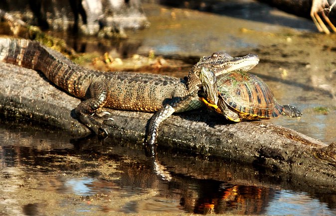 Airboat Ride with Transportation from New Orleans - Looking for alligators and native birds