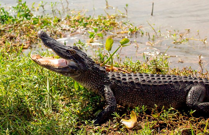Airboat Ride with Transportation from New Orleans - What to wear and bring