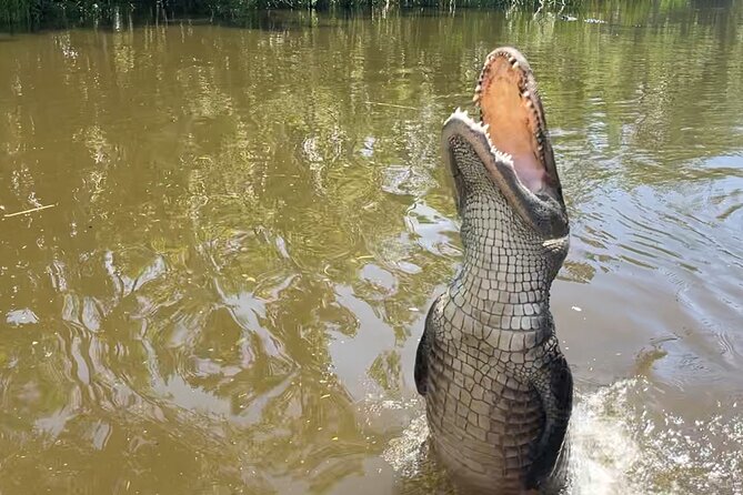 Airboat Swamp Tour - Key points to know before booking
