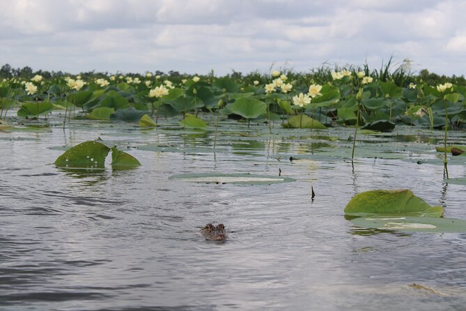 Airboat Swamp Tour - Quiet water and a lively boat ride