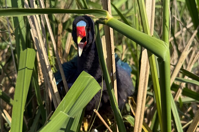 Airboat Swamp Tour - Is $67 a fair price?