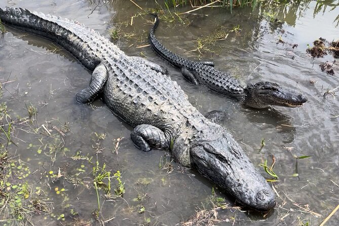 Airboat Swamp Tour - Who will enjoy this airboat tour?