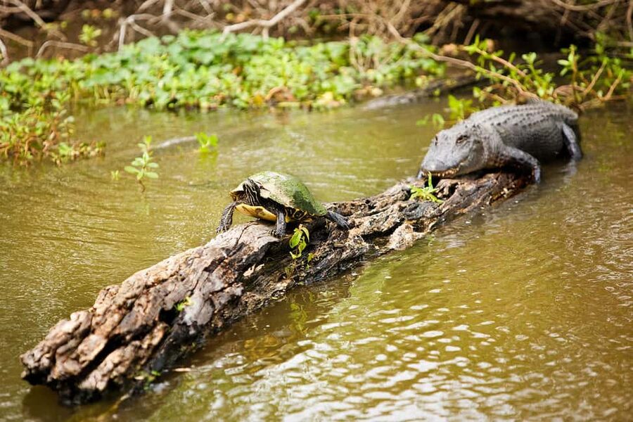 Alligator Swamp Tour by Gray Line New Orleans - The Bayou Boat Ride