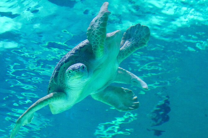 Audubon Aquarium and Insectarium Ticket - The Amazon Rainforest gallery