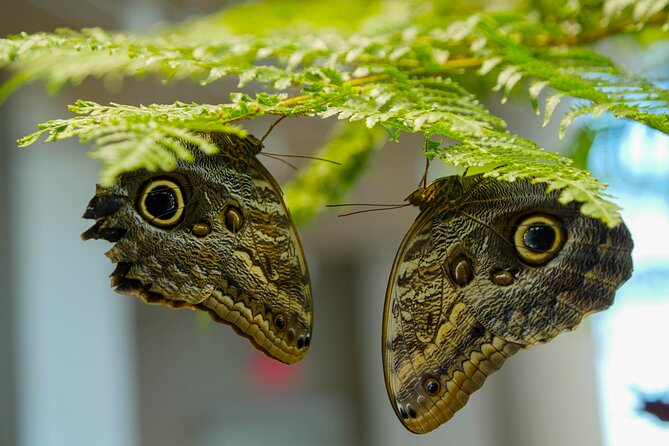 Audubon Aquarium and Insectarium Ticket - How long to stay and how to plan your visit