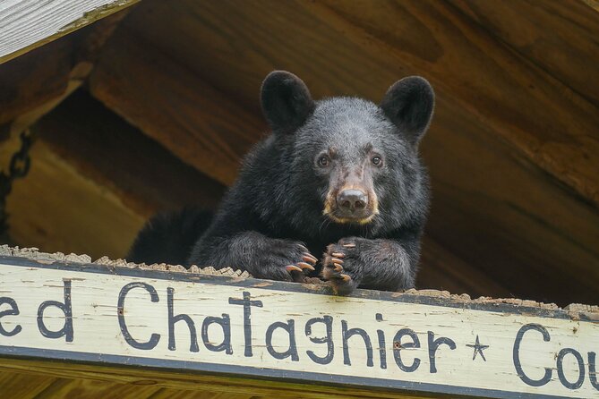 Audubon Zoo Ticket - The Louisiana Swamp Exhibit keeps the focus local