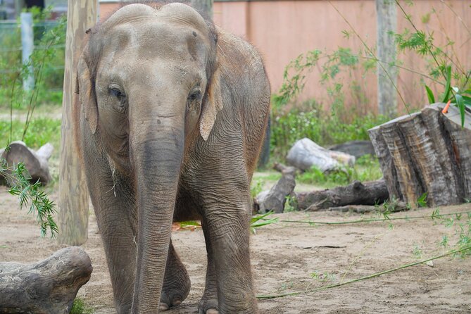 Audubon Zoo Ticket - Watoto Farm offers a change of scale