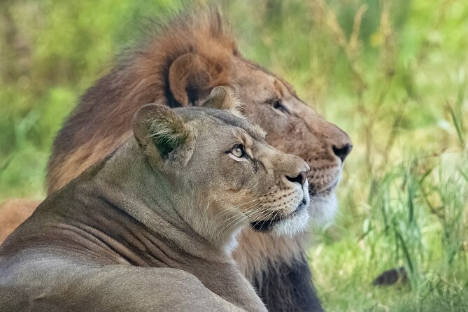 Audubon Zoo Ticket - Plan for a shaded half-day