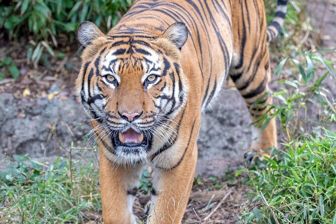 Audubon Zoo Ticket - Why the mobile ticket and cancellation terms matter