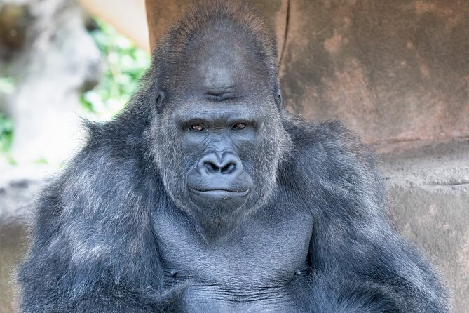 Audubon Zoo Ticket - Monkey Hill turns a zoo visit into an outing