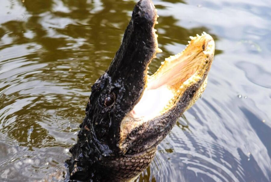 From Lafitte: Swamp Tours South of New Orleans by Airboat - Key things to know before you go