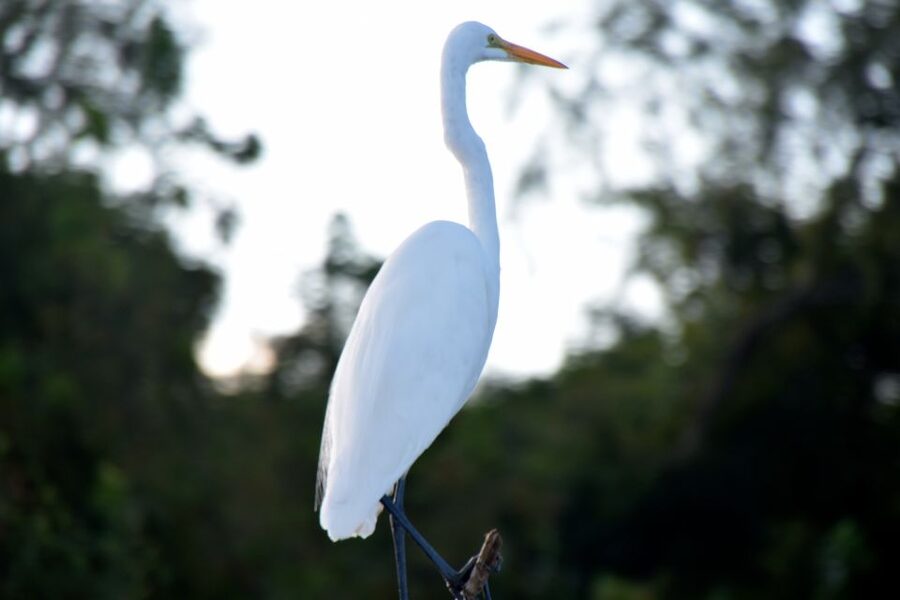 From Lafitte: Swamp Tours South of New Orleans by Airboat - Alligator watching at close range