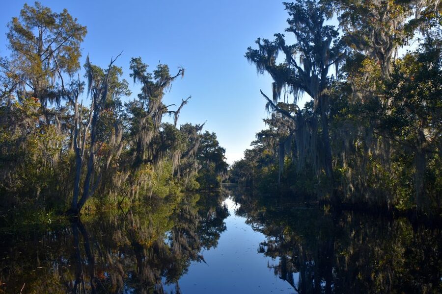 From Lafitte: Swamp Tours South of New Orleans by Airboat - What the 105-minute ride feels like