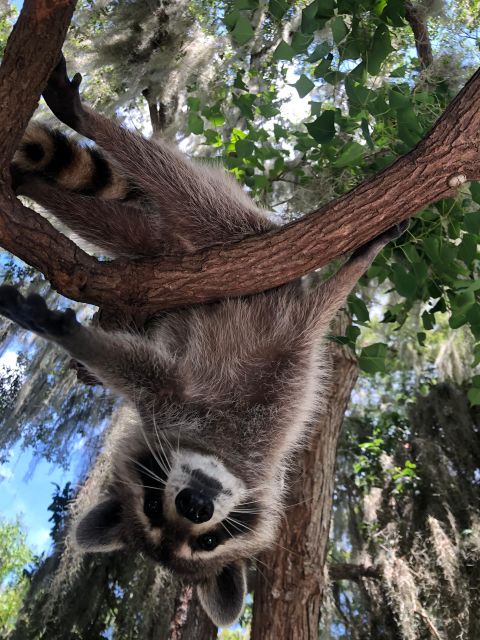 From Lafitte: Swamp Tours South of New Orleans by Airboat - Weather, comfort, and who should skip it