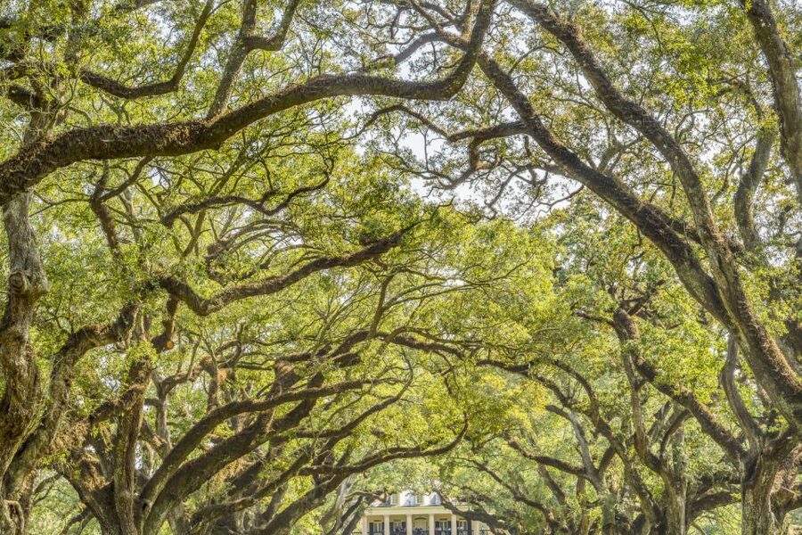 From New Orleans: Oak Alley Plantation Tour - Looking beyond the mansion