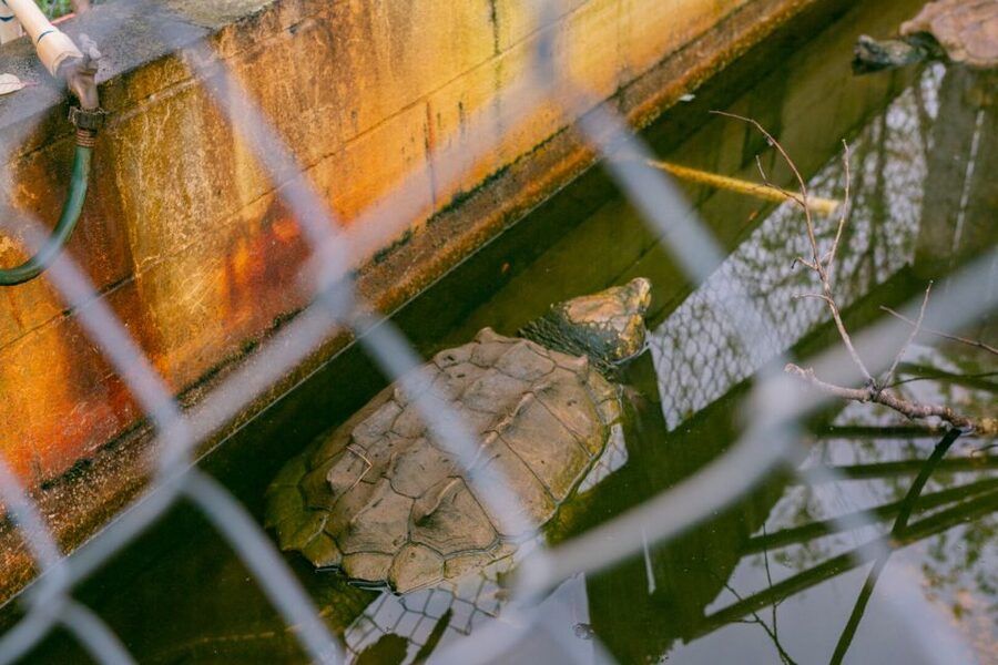 From New Orleans: Swamp Airboat, 2 Plantation Tours & Lunch - Who should book this tour?