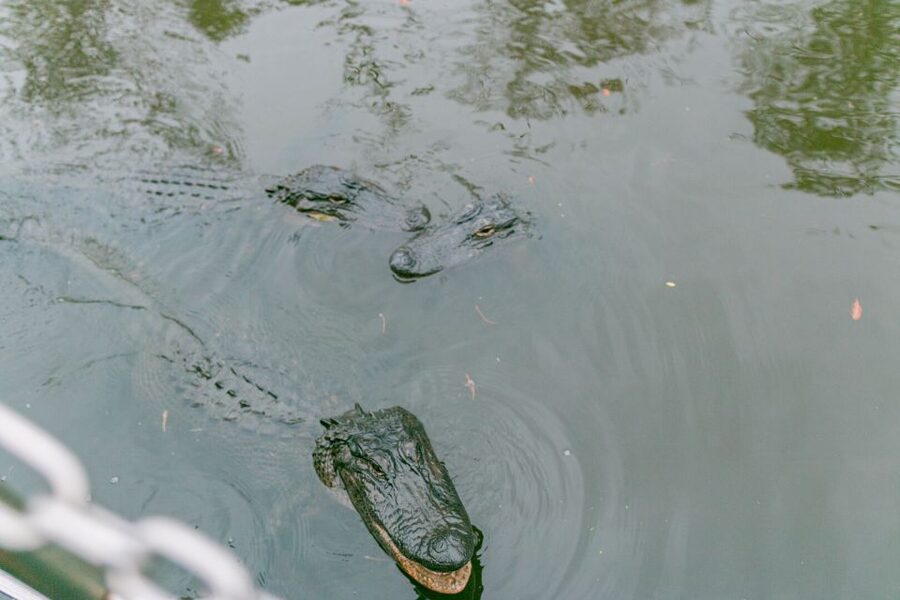 From New Orleans: Swamp Airboat, 2 Plantation Tours & Lunch - Crossing the Mississippi toward the swamp