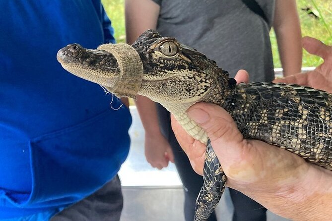 Full Day Plantation and Swamp Tour in New Orleans - Does $137.19 offer good value?