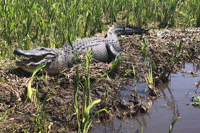 Guided Boat Tour of New Orleans Bayou - What the 90-minute itinerary feels like
