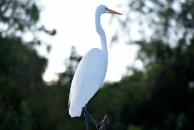 Guided Boat Tour of New Orleans Bayou