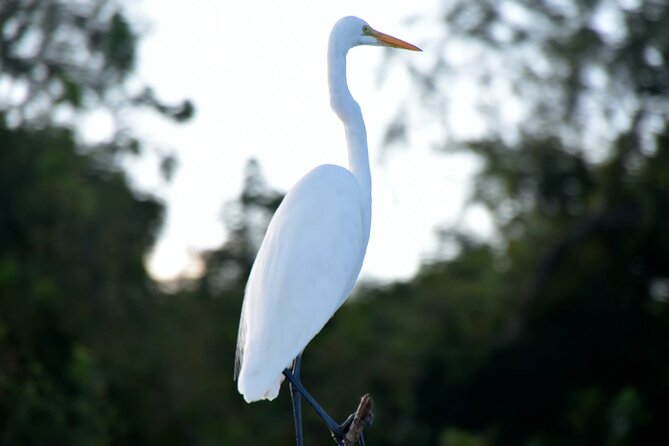 Guided Boat Tour of New Orleans Bayou - Alligator country, with no guarantee