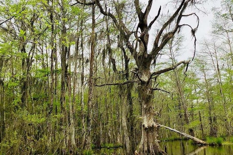 Honey Island Swamp and Bayou Boat Tour with Transportation - The Cajun village reached only by water