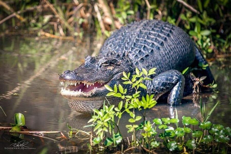Honey Island Swamp and Bayou Boat Tour with Transportation - Boarding the custom open-air boat