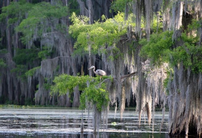 Honey Island Swamp Boat Tour - A wild-water trip beyond New Orleans