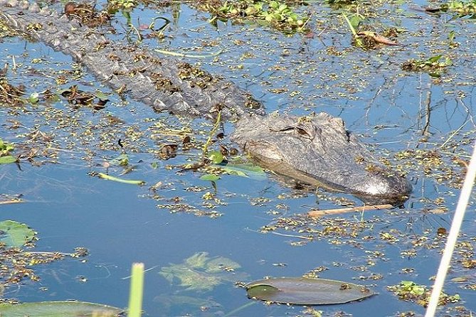 Honey Island Swamp Boat Tour - Cypress trees, moss, and the slow pace of the swamp