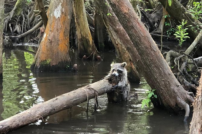 Honey Island Swamp Boat Tour - The captains shape the experience