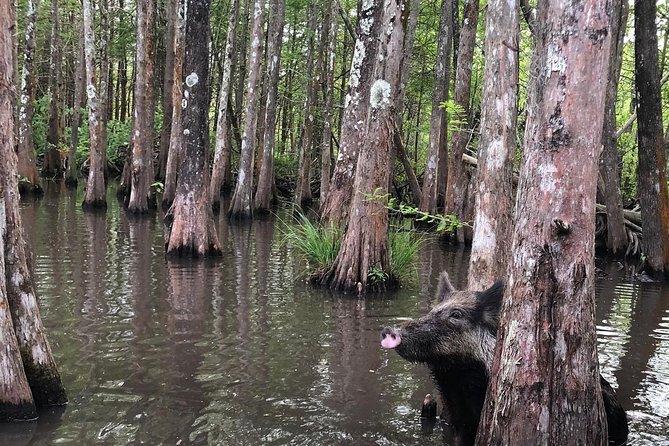 Honey Island Swamp Boat Tour with Transportation from New Orleans - The Guide’s Stories Add Meaning to the Water