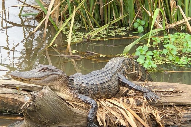 Honey Island Swamp Boat Tour with Transportation from New Orleans - Is $64 a Good Value?