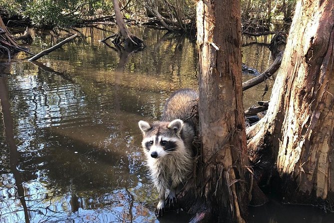 Honey Island Swamp Boat Tour with Transportation from New Orleans - Weather, Clothing, and Practical Details