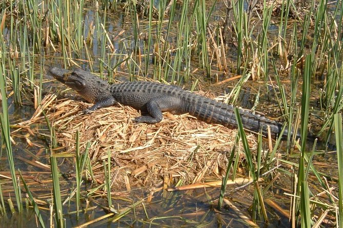Honey Island Swamp Boat Tour with Transportation from New Orleans - Checking In at Dr. Wagner’s Honey Island Swamp Tours