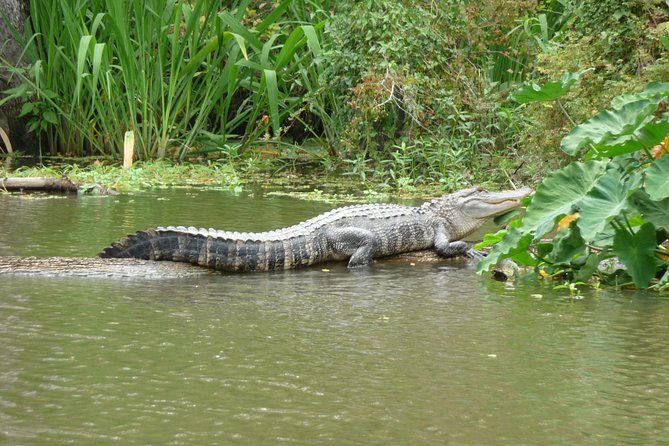 Honey Island Swamp Boat Tour - Looking for alligators and smaller swamp wildlife