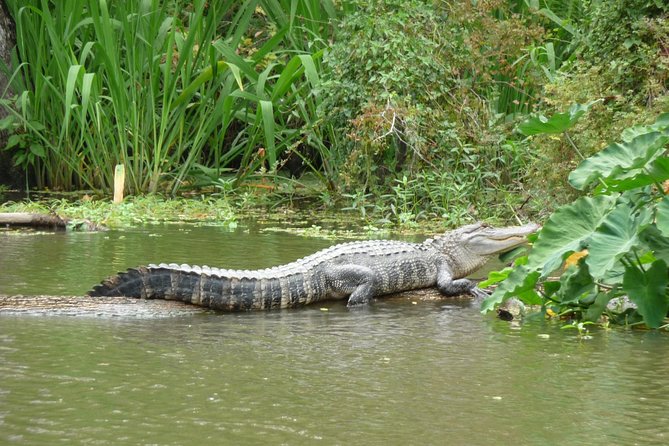 Honey Island Swamp Private Tour with Transport from New Orleans - From New Orleans to the West Pearl River