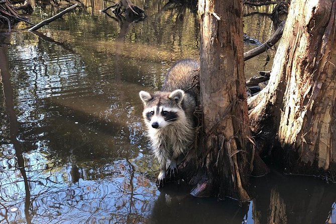 Honey Island Swamp Private Tour with Transport from New Orleans - What the private format really buys you