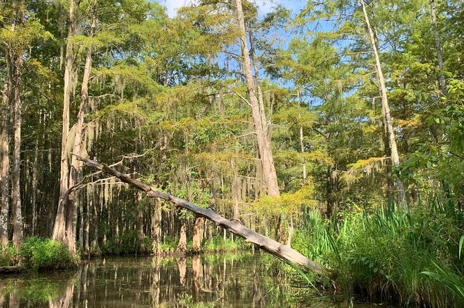 Honey Island Swamp Private Tour with Transport from New Orleans - Timing, weather, and practical details