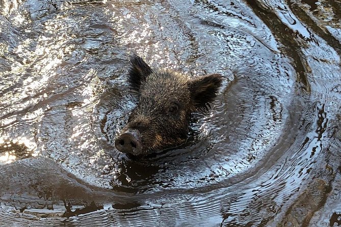 Honey Island Swamp Private Tour with Transport from New Orleans - Is $1,300 good value?
