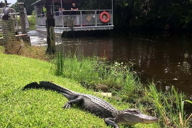 Jean Lafitte 90-Minute Swamp and Bayou Boat Tour - A Quick Escape From New Orleans to Jean Lafitte