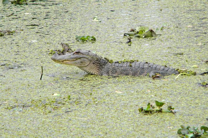 Jean Lafitte 90-Minute Swamp and Bayou Boat Tour - Boarding the Covered Pontoon at 6601 Leo Kerner Parkway