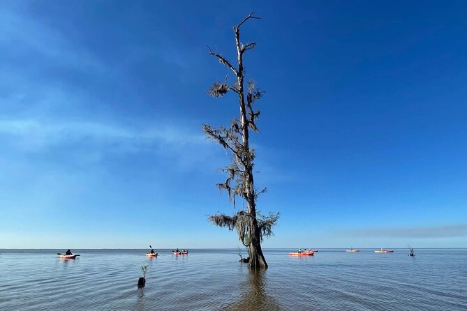 Manchac Swamp Extended 4-Hour Kayak Tour with Pickup - How the guide style shapes the day