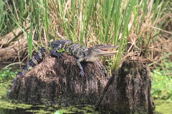 Manchac Swamp Extended 4-Hour Kayak Tour with Pickup - Is the time and effort worth the price?